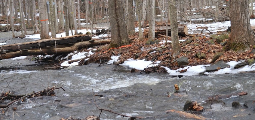 Water: Permaculture Design for Abundance or Disaster